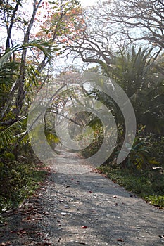 Road Into the Palm Tree Jungle Osa Peninsula photo