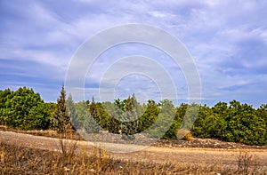 Gravel road and young fir forest against the blue sky