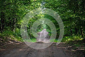 Gravel and sand road in the pine forest. Diminishing perspective of the path in the woods. Walking or driving through the trees on