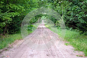 Gravel and sand road in the pine forest. Diminishing perspective of the path in the woods. Walking or driving through the trees on