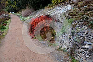 Gravel threshing path through the park on a November autumn day. under the rock formation of the slope above the lake grows a red-