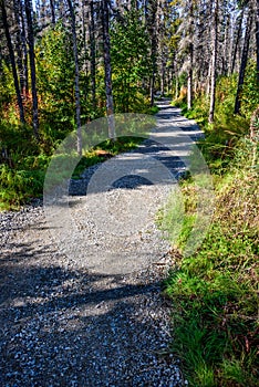 Gravel trail to Brooks Falls, sunny day in the forest, trees damaged by bark beetle infestation, Katmai National Park, Alaska, USA