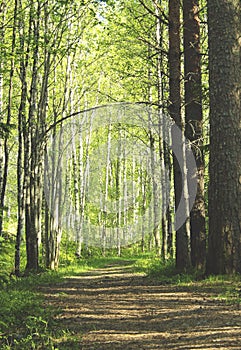 Gravel and Tree Avenue; Forest walkway