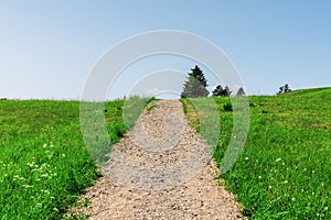 Gravel walking path in a grass field of a garden.Hot summer day