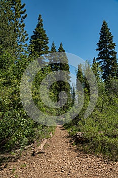Gravel Walking Trail in California Woods