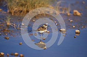 GRAVELOT charadrius sp