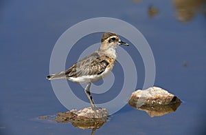 GRAVELOT charadrius sp