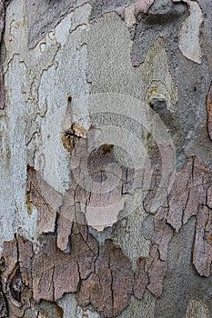 A heart graven in a cracked tree bark. photo