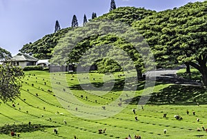 Graves Punchbowl National Cemetary Pacific Honolulu Oahu Hawaii