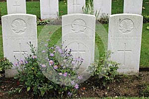 Graves of three unknown WW1 Canadian soldiers photo