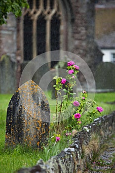 Gravestone and Roses in a Churchyard