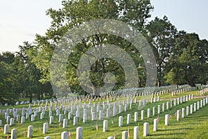 Gravestones below beautiful tree in Arlington National Cemetery