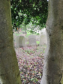 Gravestones framed by treetrunks in graveyard. photo