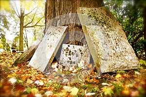 Gravestones Leaning Against a Tree in Autumn