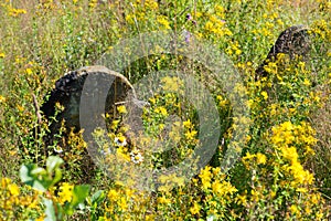 Gravestones in the old Jewish cemetery