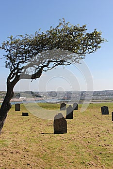 Graveyard under a tree