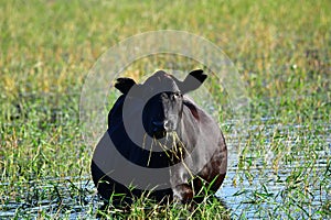 Gravid cow in water while eating grass