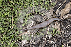 Gravid Eastern Water Skink