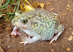 A gravid, or pregnant toad, the Spadefoot Toad