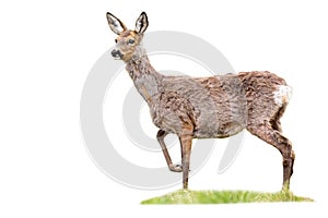 Gravid roe deer doe standing on grass cut out on blank