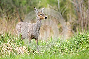 Gravid roe deer female grazing grass on green meadow in spring nature.