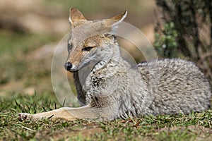 Graxaim, el Zorro de las Pampas photo