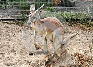 Gray adult kangaroo reasting at zoo