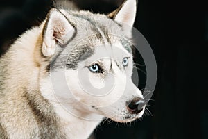 Gray Adult Siberian Husky Dog With Blue Eyes Close Up Portrait