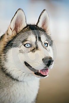 Gray Adult Siberian Husky Dog Close Up Portrait