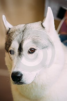 Gray Adult Siberian Husky Dog Close Up Portrait