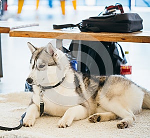 Gray Adult Siberian Husky Dog (Sibirsky husky)