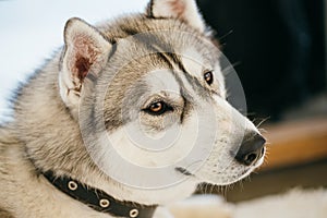 Gray Adult Siberian Husky Dog (Sibirsky husky)