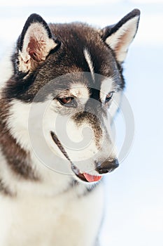 Gray Adult Siberian Husky Dog (Sibirsky Husky)