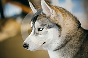 Gray Adult Siberian Husky Dog (Sibirsky Husky)