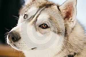 Gray Adult Siberian Husky Dog (Sibirsky husky)