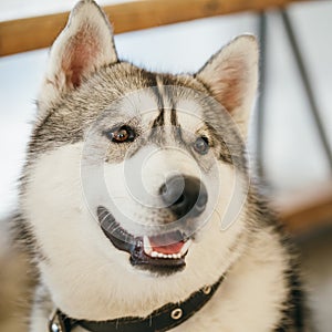 Gray Adult Siberian Husky Dog (Sibirsky husky)