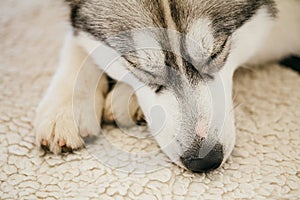 Gray Adult Siberian Husky Dog (Sibirsky husky)