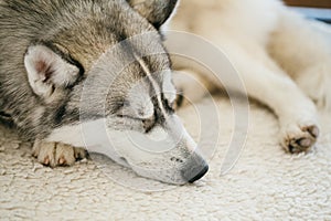 Gray Adult Siberian Husky Dog (Sibirsky husky)