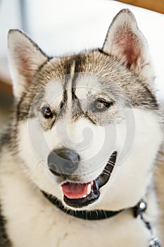 Gray Adult Siberian Husky Dog or Sibirsky husky