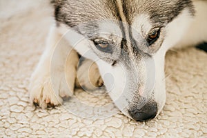 Gray Adult Siberian Husky Dog Sibirsky Husky Sleeping In Bed