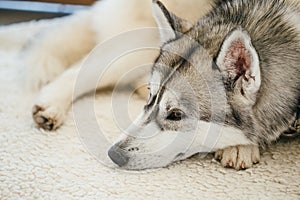 Gray Adult Siberian Husky Dog Sibirsky Husky Sleeping In Bed