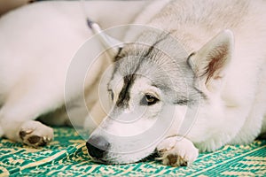 Gray Adult Siberian Husky Dog Sibirsky Husky Sleeping In Bed