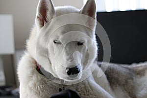 Gray Adult Siberian Husky Dog Sibirsky husky sleeping in his bed