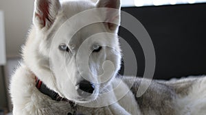 Gray Adult Siberian Husky Dog Sibirsky husky sleeping in his bed