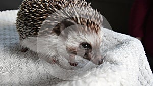 Gray African pygmy hedgehog funny plays, bites and drags a white plaid