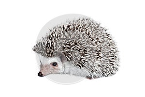 African pygmy hedgehog isolated on white background photo
