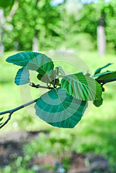 Gray alder leaves