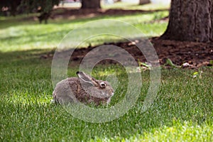 Gray American Hare