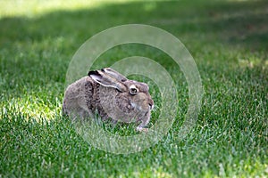 Gray American Hare