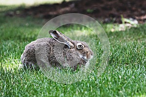 Gray American Hare